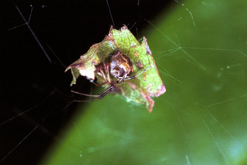 Parasteatoda_lunata_F1874_Z_85_Les Gris_Frankrijk.jpg